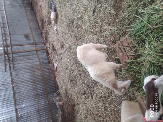 Big sheep and goat — photo 3