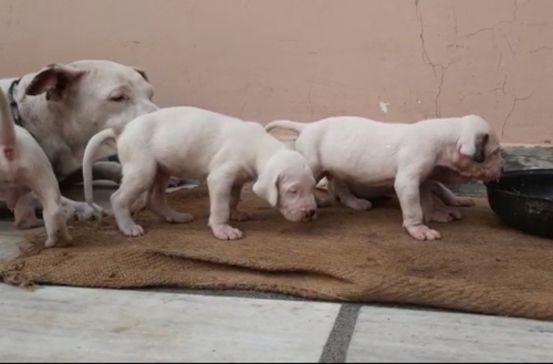 Tiger line breed