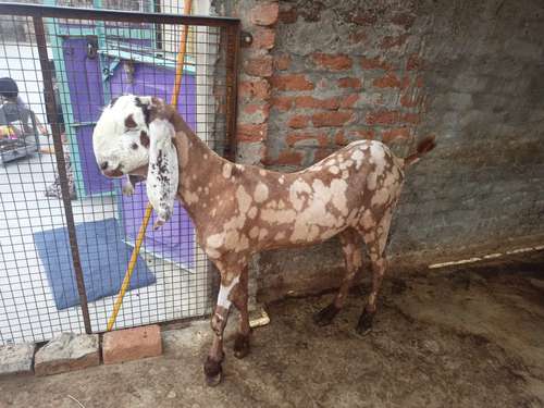 Gujri  ajmeri  totapari mix Desi — photo 2