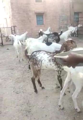 Sojat Goat