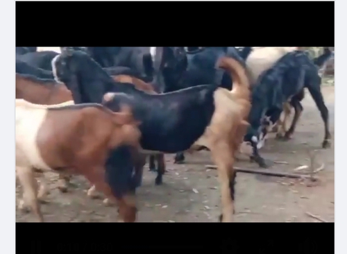 Cutting goat  — photo 2