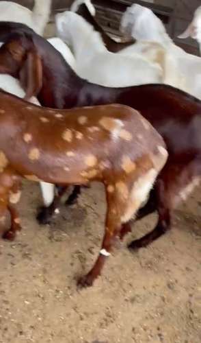 Sojat and Gujri Goat — photo 2