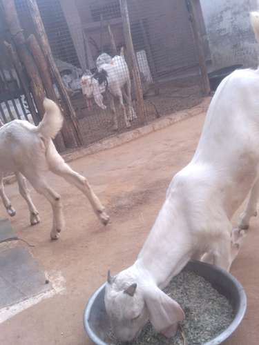 Gulabi goat — photo 4