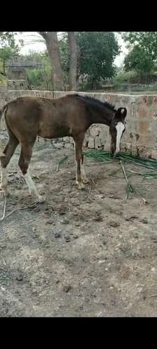 Marwadi Horse 🐎 — photo 2
