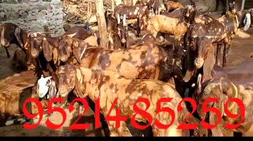 Sirohi Goat — photo 3