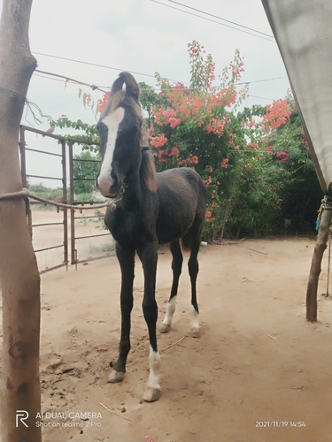Marwari horse — photo 2