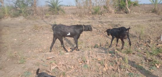 Usmanabadi — photo 3