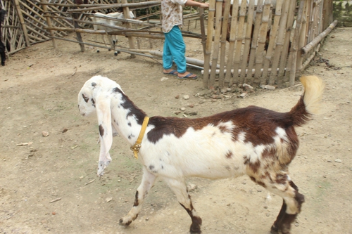 Beetal Pure Goat — photo 3