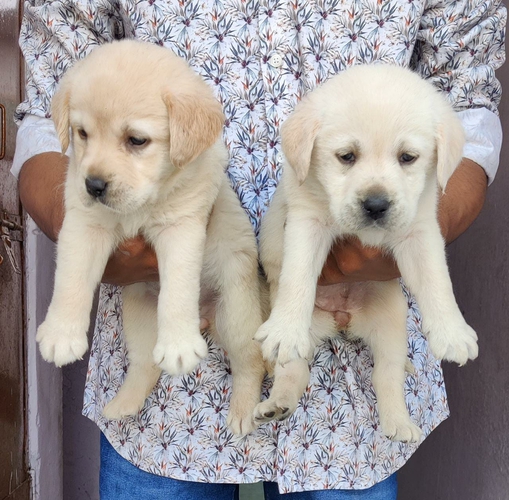 Others — Labrodog, Maharashtra, India