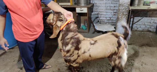 Sirohi Goat — photo 2