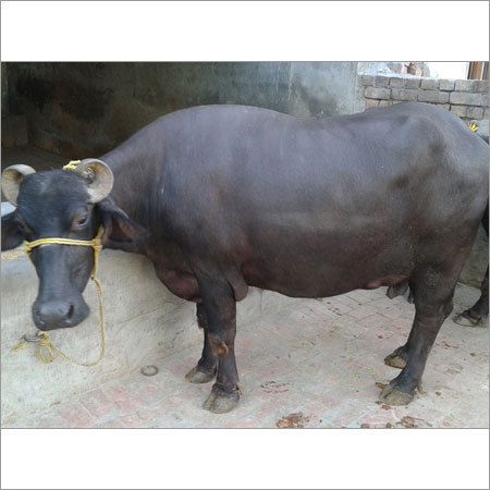 1st time Pregnant buffalo for sale