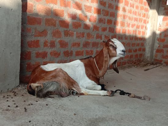 Kota female  — photo 2