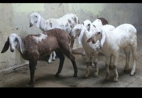 Hontel Goat — photo 2