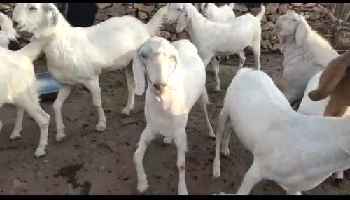 Sojat Goat — photo 5