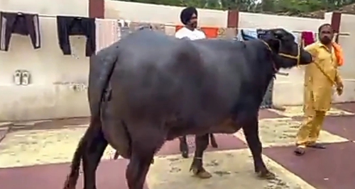Murrah Buffalo — photo 3
