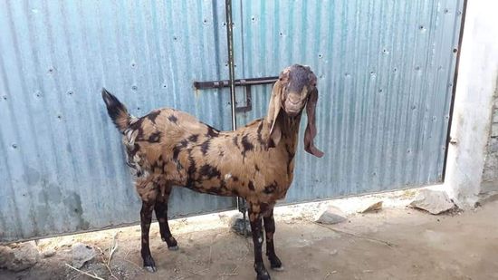JMK Goat Farm Kishangarh Pvt Ltd — photo 2