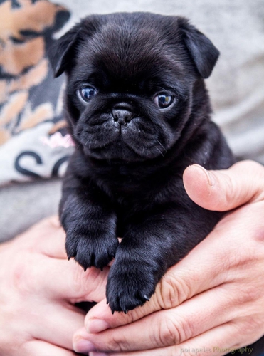 All Breed Available — photo 3