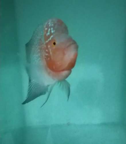 Flowerhorn Fish