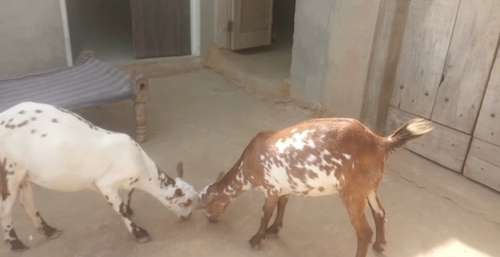 Barbari Goat