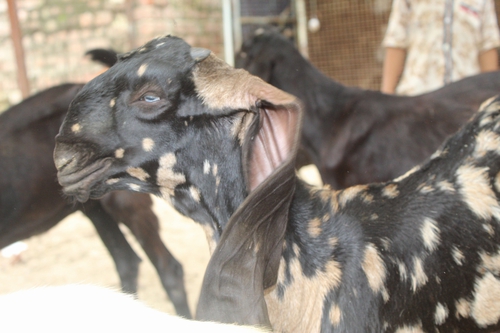 Beetal Pure Goat — photo 2