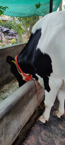 Cow — photo 4