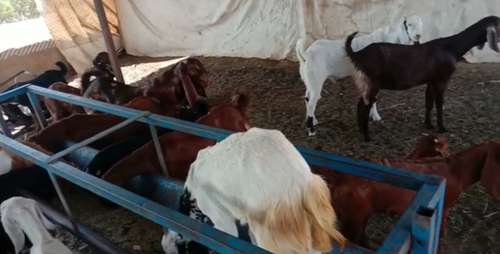 Sirohi Goat — photo 3