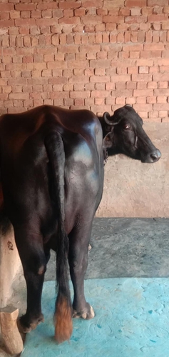 Sua jhoti buffalo — photo 2