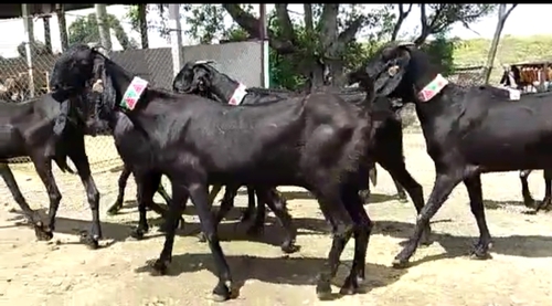 All Breed Goats Available