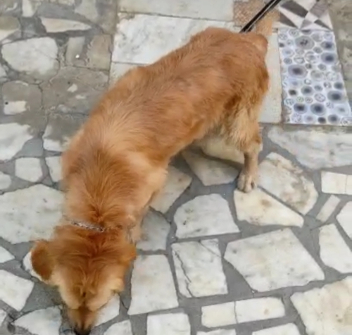 Golden Retriever — photo 2