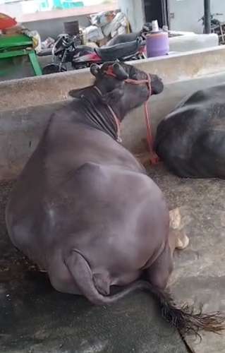 Female calf Buffalo