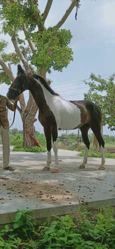 Marwadi Horse 🐎 — photo 3