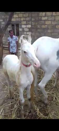 Punjabi horse — photo 2