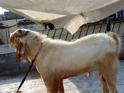 Betal haidrabadimix goat — photo 6