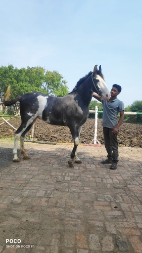 Filly horse