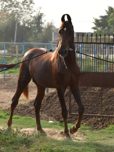 Marwari horse — photo 3