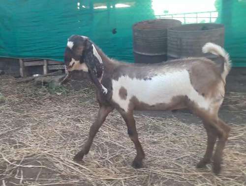 Beetal Goat