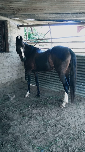 Marwari Horse — photo 3