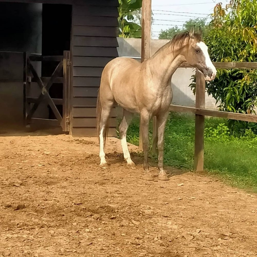 Banaskantha bloodline Mare — photo 2
