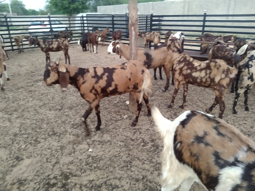 Sirohi goat — photo 5