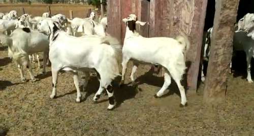 Sojat Goat — photo 3