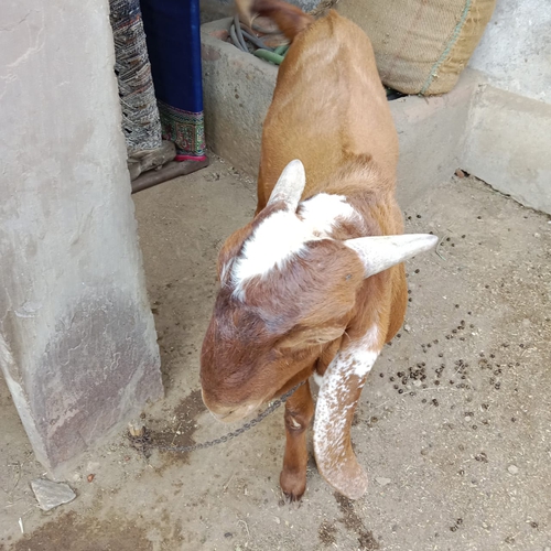 Totapuri Goat — photo 3
