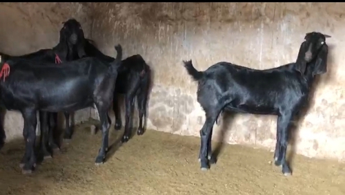 All Breed Goats Available — photo 2