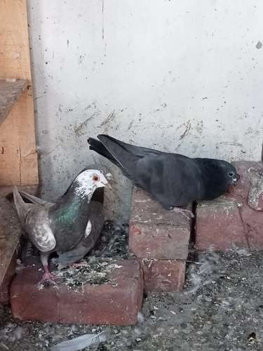 Pigeon — photo 6
