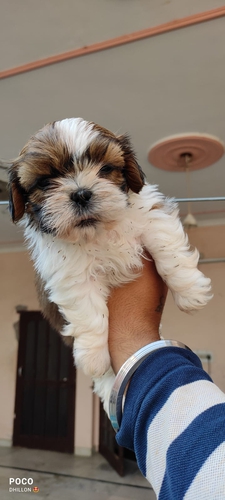 Shitzu Puppy — photo 2