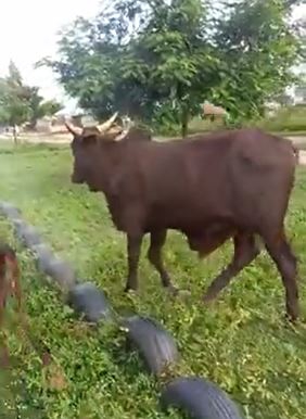 Bull