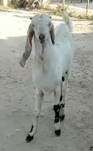 Haidrabadi Goat
