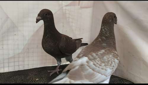 Beauty Homer Pigeon — photo 2