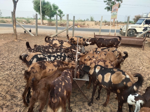 Sirohi Goats — photo 2