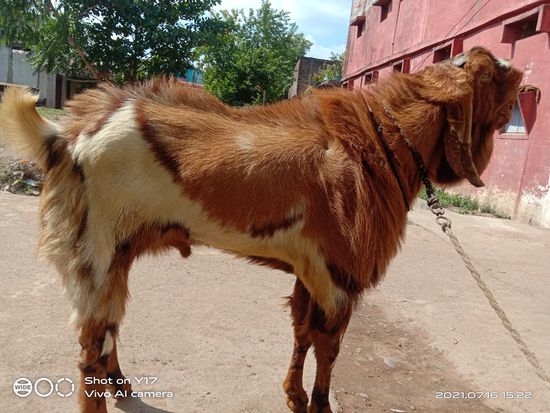 Bakra sel