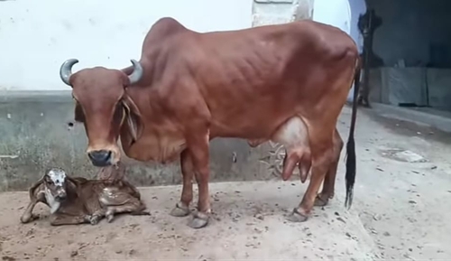 Cow — photo 3